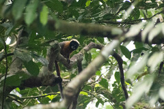 Saguinus tripartitus
