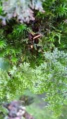 Hymenophyllum punctisorum