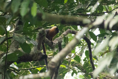 Saguinus tripartitus