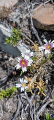 Cerastium arvense