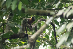 Saguinus tripartitus