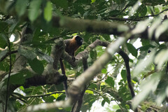 Saguinus tripartitus