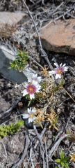 Cerastium arvense