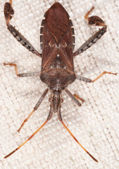 Leptoglossus corculus