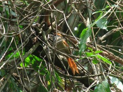 Synallaxis ruficapilla
