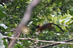Saguinus tripartitus