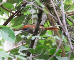 Synallaxis ruficapilla