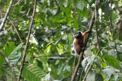 Saguinus tripartitus