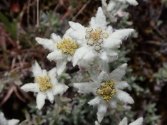 Leontopodium microphyllum