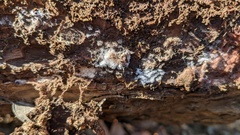 Fungi