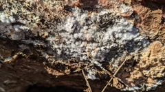 Fungi
