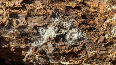 Fungi