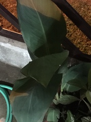 Philodendron hederaceum