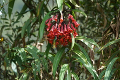 Coeligena bonapartei