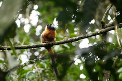 Saguinus tripartitus