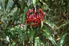 Coeligena bonapartei