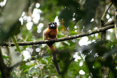 Saguinus tripartitus