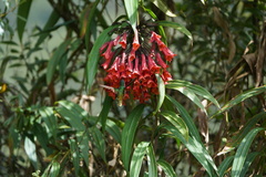 Coeligena bonapartei