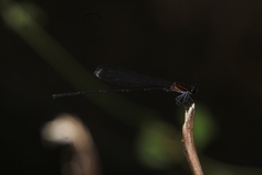 Prodasineura verticalis