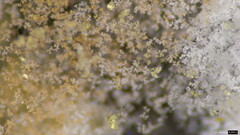 Fungi