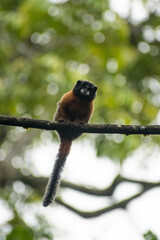 Saguinus tripartitus