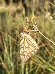 Belenois gidica abyssinica