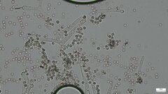 Fungi