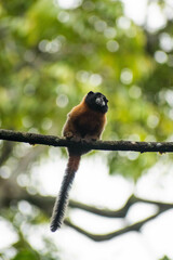 Saguinus tripartitus