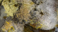 Fungi