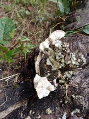 Trichaptum abietinum