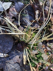 Eleusine indica