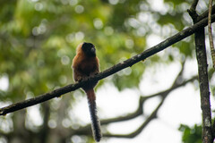 Saguinus tripartitus