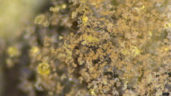 Fungi