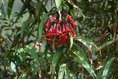 Coeligena bonapartei