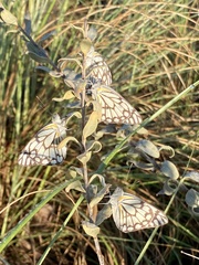 Belenois gidica abyssinica