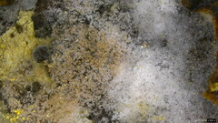 Fungi