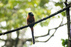 Saguinus tripartitus