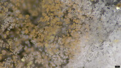 Fungi