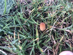 Conocybe tenera