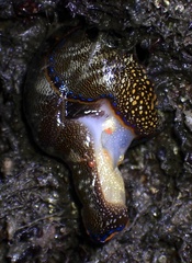 Anthessius navanacis