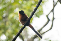 Saguinus tripartitus