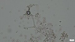 Fungi