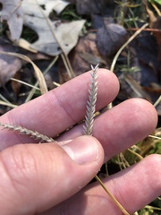 Eleusine indica