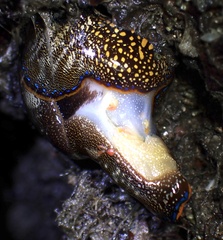 Anthessius navanacis