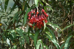 Coeligena bonapartei