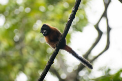 Saguinus tripartitus