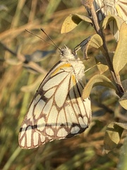 Belenois gidica abyssinica
