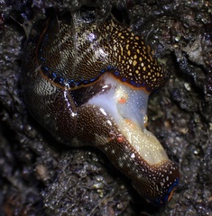 Anthessius navanacis