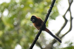 Saguinus tripartitus