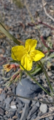 Oenothera magellanica